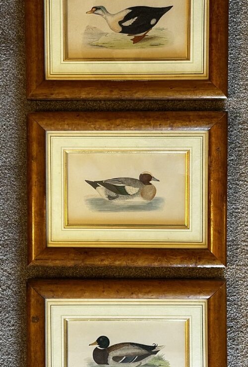 Framed Tinted Lithographs (3) of Duck Species in Walnut Frames
